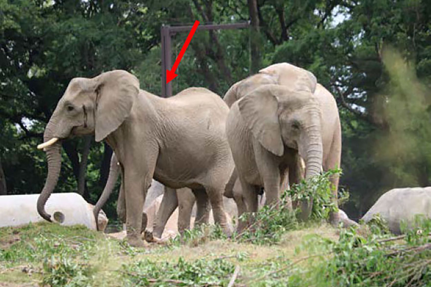 031921-owh-new-elephants-pic-cm011